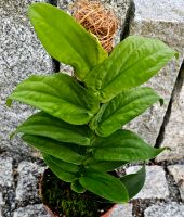 Rhapidophora Korthalsii M25 Hessen - Obertshausen Vorschau