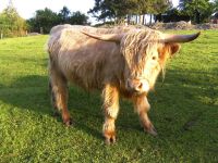 Highland Bulle Rheinland-Pfalz - Gebhardshain Vorschau