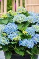 Hortensie  blau blühend Saarland - Marpingen Vorschau