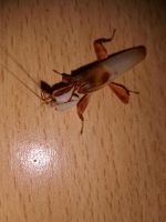 Gottesanbeterin (Mantiden, Mantis, Wirbellose) Niedersachsen - Haste Vorschau