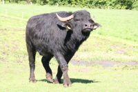 Biofleisch Fleisch vom Wasserbüffel Niedersachsen - Clenze Vorschau