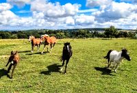 Nachsaat für Pferdeweide Pferdewiese sehr artenreich Rheinland-Pfalz - Hosten Vorschau