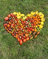 Tomatensamen/Saatgut verschiedene Sorten Bayern - Schechen Vorschau