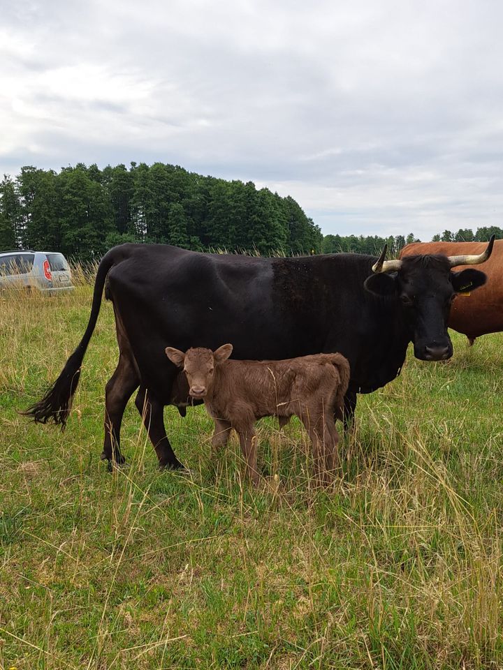 Dexter  aus Herdbuchzucht, Dexterkühe, Dexter Rinder in Ziesar