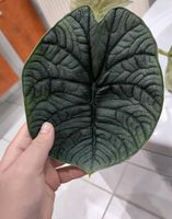 Alocasia Melo Rhizome Bayern - Burglengenfeld Vorschau