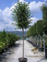 Steineiche, Quercus ilex 400cm Höhe, Schattenspender Rheinland-Pfalz - Lingenfeld Vorschau