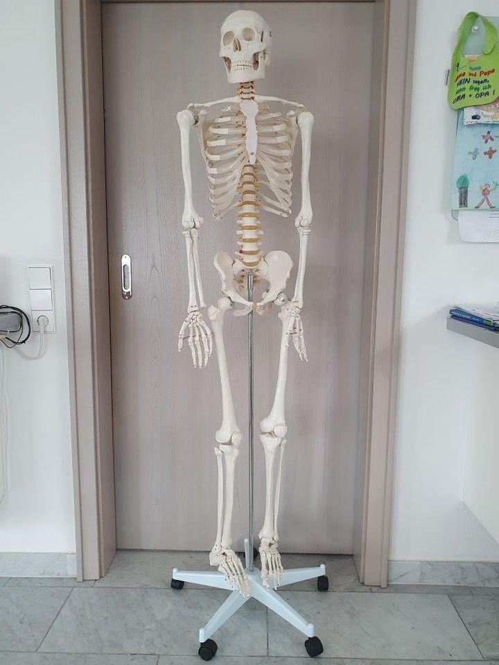 Anatomisches Homo-Skelett Profi-Qualität in Memmingen