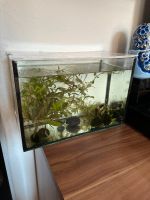 Mini/Nano Aquarium zur Aufzucht Rheinland-Pfalz - Wörrstadt Vorschau