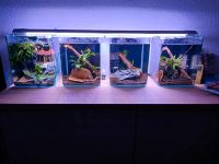 Easy Led 2.0 89cm Aquarium Lampe Licht Sachsen - Augustusburg Vorschau