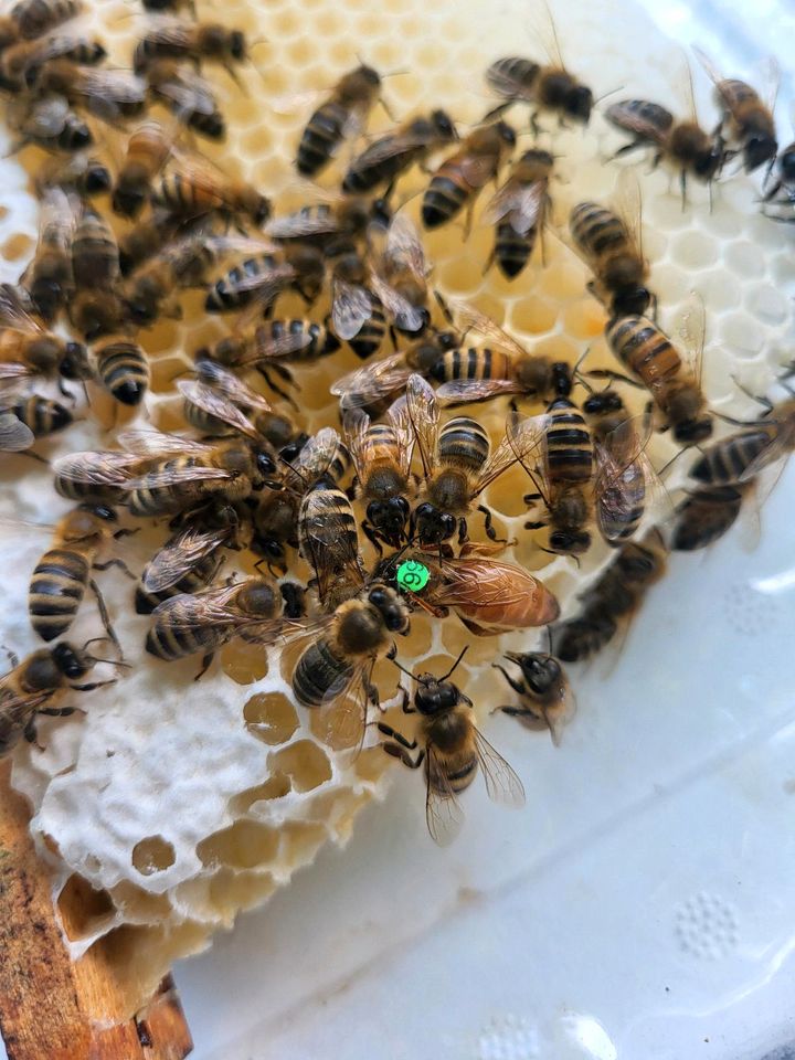 Bienenkönigin Buckfast Bienen in Leichlingen