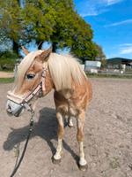 Ältere Dame sucht Pflegebeteiligung Schleswig-Holstein - Kaltenkirchen Vorschau