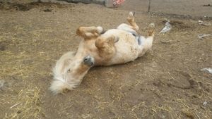 Gutaussehender, ausgeglichener Isländer-Haflinger Mix und seine H in Fellbach