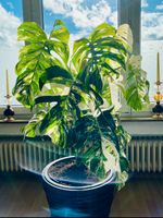 Monstera Variegata XXL Pflanze Hessen - Elbtal Vorschau