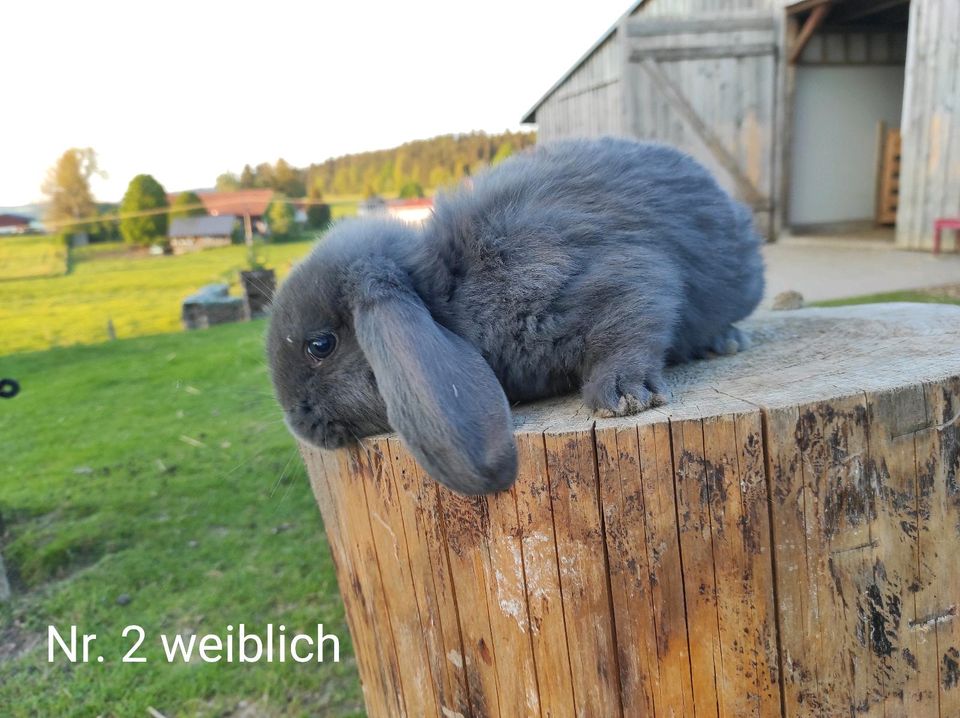 Deutsche Widder Riesen in Leutkirch im Allgäu