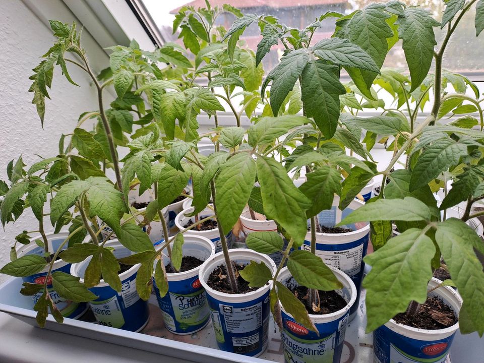 Samenfeste Tomatenpflanzen zu verkaufen in Sauensiek