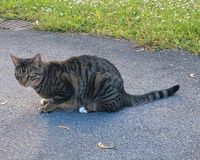 Katze vermisst Baden-Württemberg - Korntal-Münchingen Vorschau