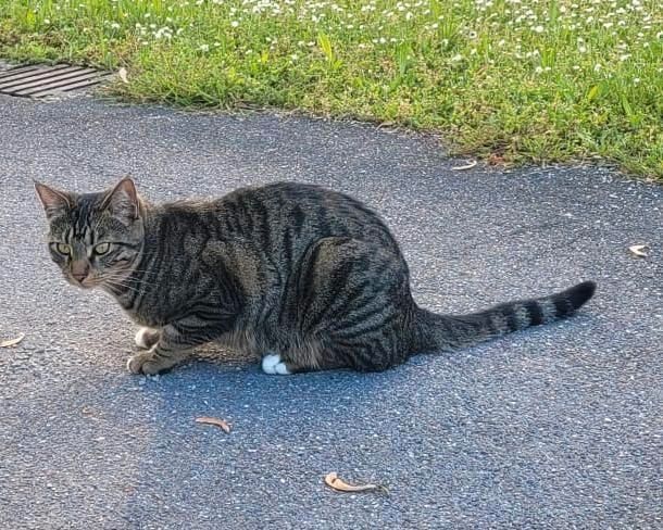 Katze vermisst in Korntal-Münchingen