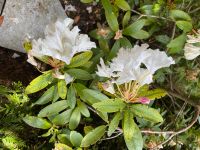 Rhododendron - weiß Bayern - Wolfratshausen Vorschau