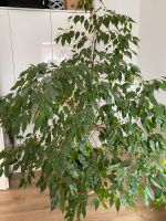 Ficus Benjamini Bayern - Kleinostheim Vorschau