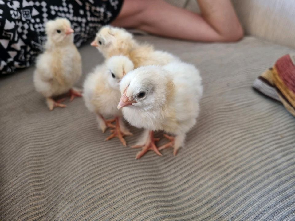 Küken von Sundheimer Hühnern Huhn Hühnerküken Eintagsküken in Neukirch