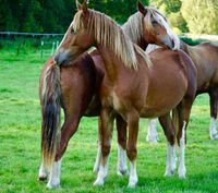 2 Füchse Welsh cob sek. D Wallache zu verkaufen Schleswig-Holstein - Tangstedt  Vorschau