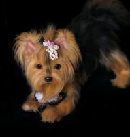 Yorkshire Terrier Handgefertigt Nordrhein-Westfalen - Meschede Vorschau