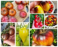 Rest Tomaten, Setzlinge, Raritäten, tolle Sorten 5 Stück gemischt Bayern - Rieden b Kaufbeuren Vorschau