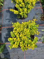 Ilex Crenata  Bodendecker gelbes Blatt Niedersachsen - Lastrup Vorschau