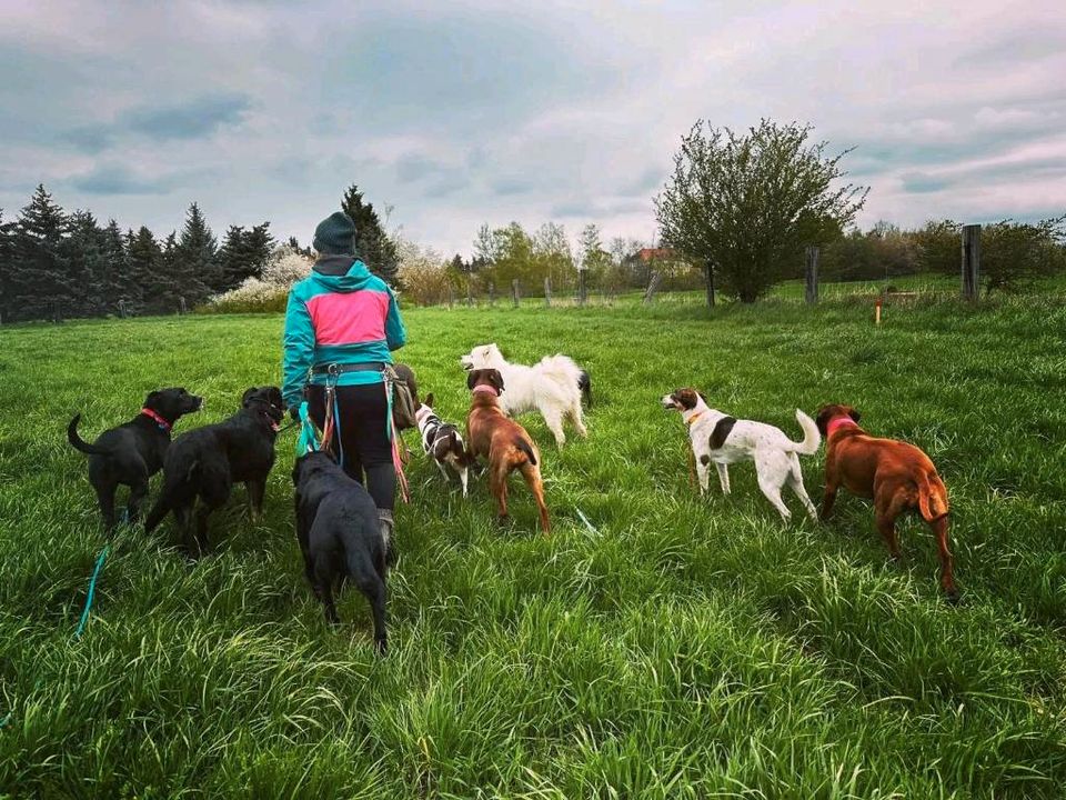 Gassiservice Leipzig mobile Hundebetreuung Dogwalker in Leipzig