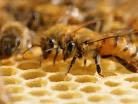 Suche Bienenvolk Jungvolk Baden-Württemberg - Schwäbisch Gmünd Vorschau