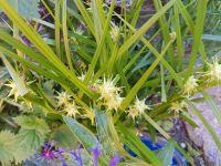 ‼️ Morgenstern-Segge - Carex grayi Sachsen - Pulsnitz Vorschau