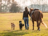 Bodenarbeit /Pferdetraining Gelände /Horsemanship / Kinderreiten Thüringen - Eisenach Vorschau