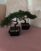 Bonsai Baum Mülheim - Köln Stammheim Vorschau