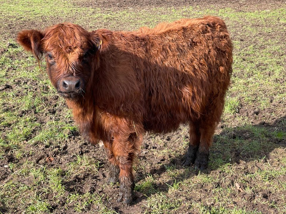 Herdbuch Galloways suchen einen neuen Wirkungskreis in Wittenborn