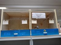 Vogel Quarantäne Box Aufzuchtbox 2 Fach 82 L x 40 H x 30 T Niedersachsen - Südbrookmerland Vorschau