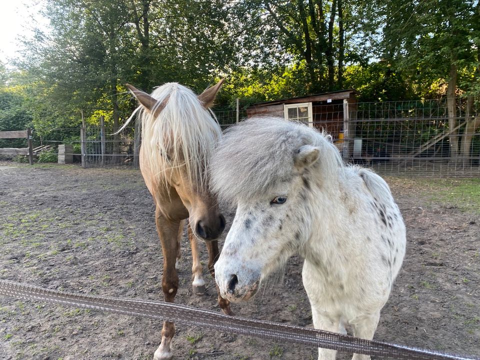 Pony reiten Reitbeteiligung Shetty in Rheda-Wiedenbrück