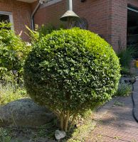 Buchsbaum Kugel Buxus Nordrhein-Westfalen - Willich Vorschau