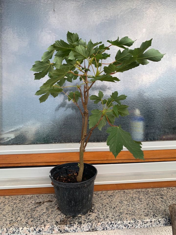 Pre-Bonsai Bergahorn frosthart Outdoor Topfpflanze Gehölz Baum in Nürtingen