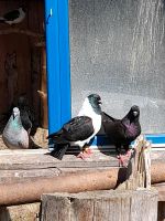 Tauben verschiedene Thüringen - Pössneck Vorschau