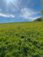 Wiese und Wald gesucht Hessen - Reichelsheim (Odenwald) Vorschau