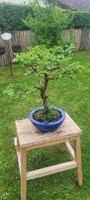 Bonsai  Zelkove Bayern - Bad Grönenbach Vorschau