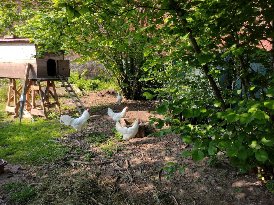 Zuchtstamm weiße Ramelsloher von 2023, 1,3 Hühner, Hahn in Görsbach