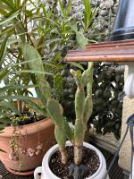 Opuntia Kaktus Nordrhein-Westfalen - Krefeld Vorschau