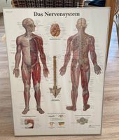 Lehrtafel - Das Nervensystem Nordrhein-Westfalen - Warstein Vorschau