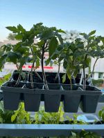 Bio Tomatenpflanzen Berlin - Steglitz Vorschau