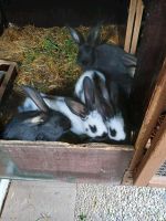 Junge Kaninchen Niedersachsen - Bevern Vorschau