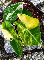 Alocasia Nairobi Nights Variegata - M40 Hessen - Obertshausen Vorschau