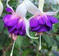 winterharte Fuchsie (großblumig) Jungpflanze Dresden - Cossebaude Vorschau