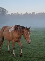 Paint Stute mit Top Abstammung. Sonderfarbe*Ratenzahlung mgl. Brandenburg - Zollchow Vorschau