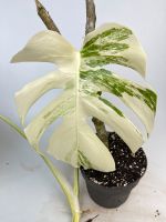 Monstera Variegata Stecklinge Bayern - Waldkirchen Vorschau